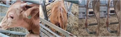 Successful treatment of idiopathic tetanus using metronidazole, magnesium, and acepromazine in Hanwoo (Korean indigenous cattle) yearling bull